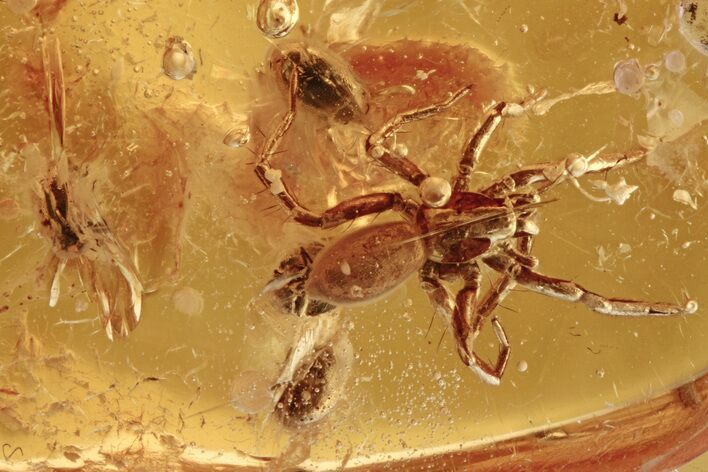 Detailed Fossil Spider and Beetles in Baltic Amber #272682